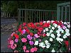  village planters with flowers 