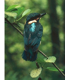  Kingfisher 